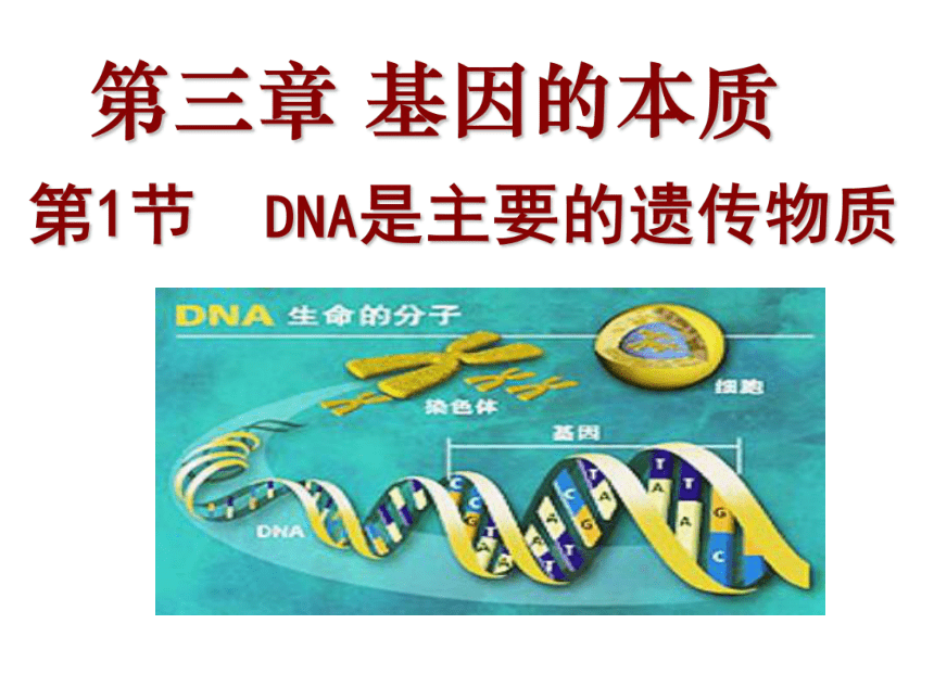 新人教版高中必修2生物3-1《DNA是主要的遗传物质》(36张ppt)