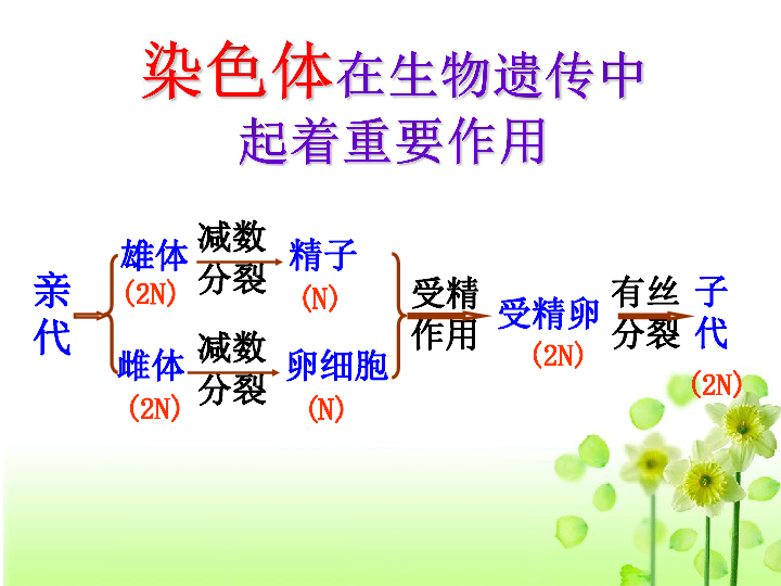 人教版高中生物必修二第3章第1节 DNA是主要的遗传物质 课件 共28张PPT