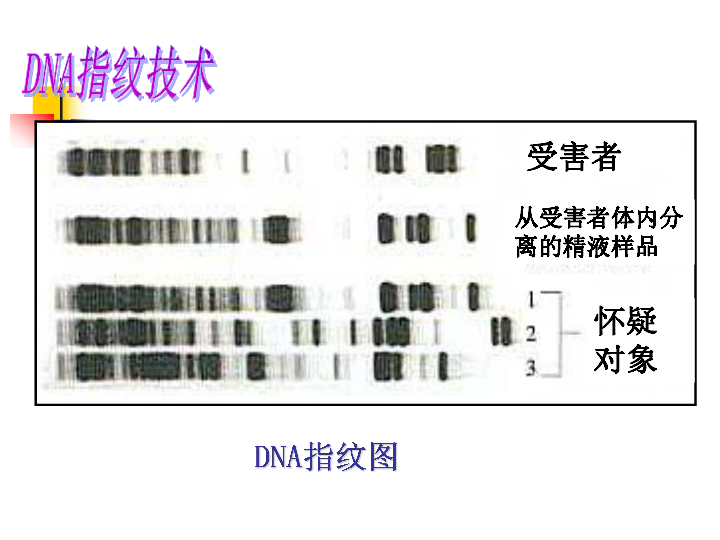 高一生物必修1第3节遗传信息携带者—核酸(共31张PPT)