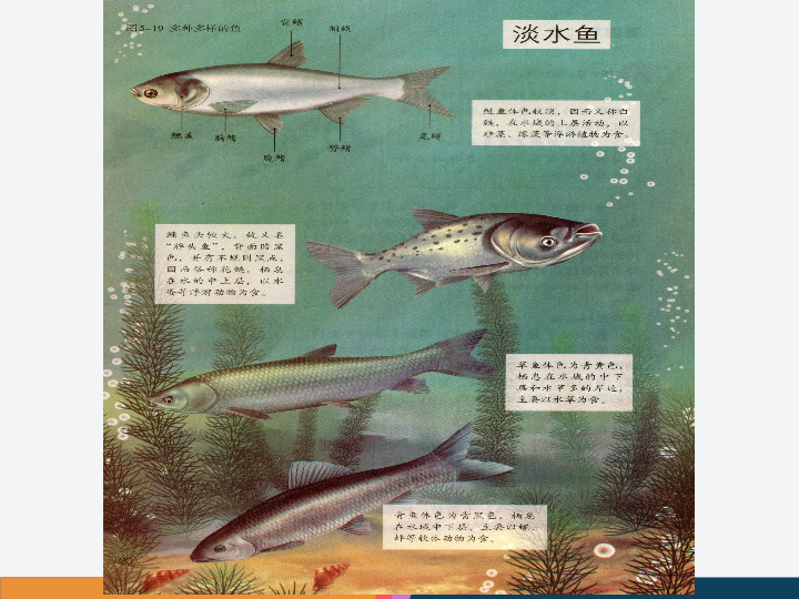 单元生物圈中的其他生物第一章动物的主要类群第四节鱼课件共26张ppt