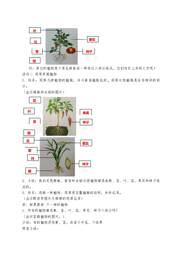 西红柿种植成长记录表图片
