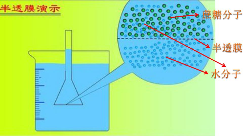 人教版高中生物必修一课件：4-1物质跨膜运输的实例 共41张