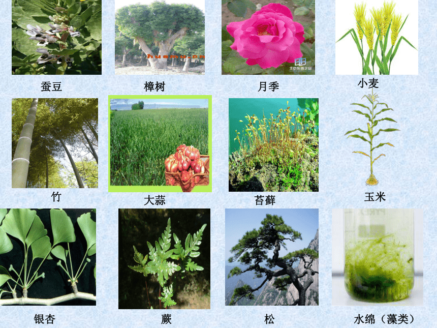 6.2植物的主要类群