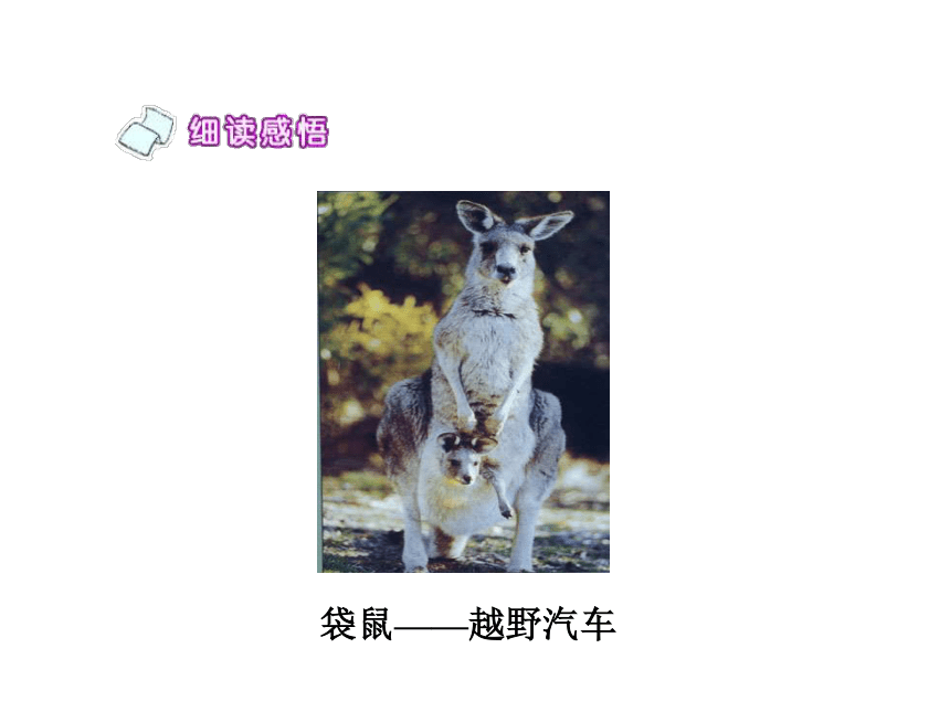 《人类的“老师”》课件 (共47张PPT)