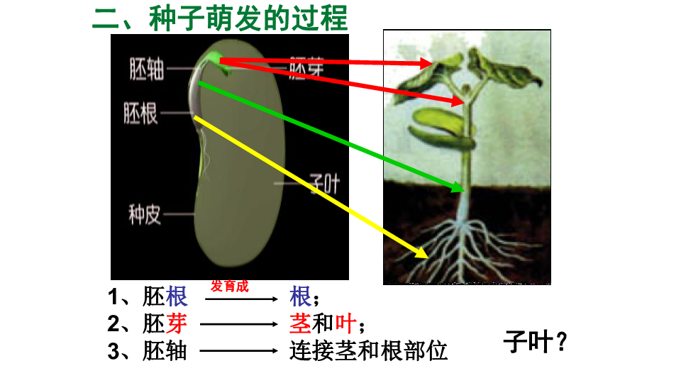 中考生物复习 专题三生物圈中的绿色植物（第二课时）课件（共38张PPT）.pptx