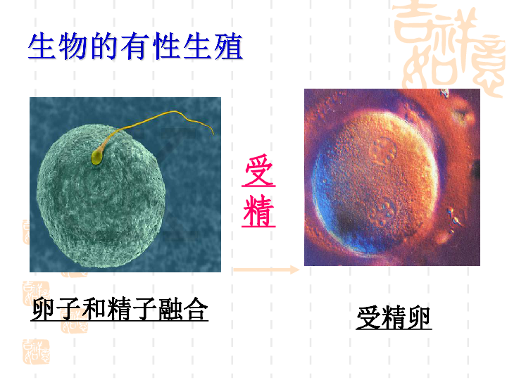 苏教版生物八下21．1《生物的无性生殖》 课件（共31张PPT）