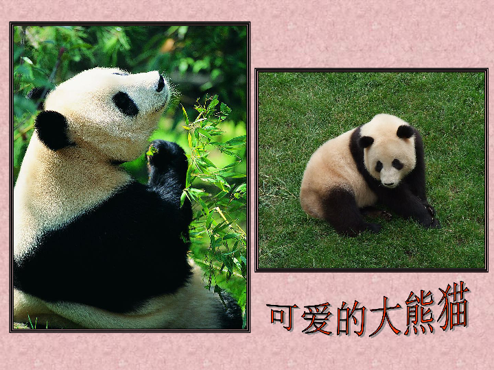 河大版信息技术六下第4课《大熊猫的舒适家园—插入图片》ppt课件（11张幻灯片）