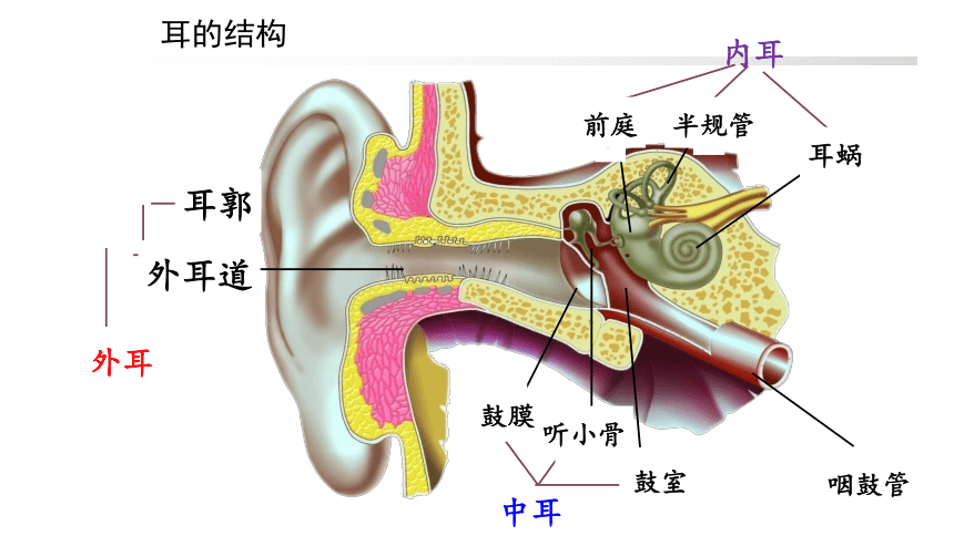 耳朵的结构高清图图片