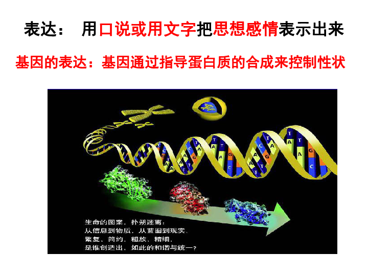 新人教版高中生物必修二4.1《基因指导蛋白质的合成》78张PPT