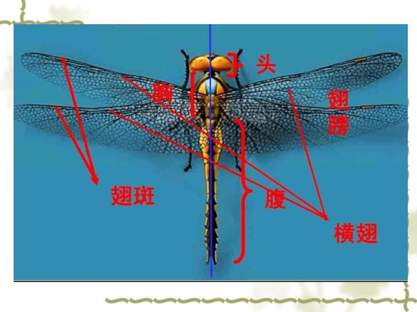 第9课 蜻蜓飞飞  课件(14张PPT)