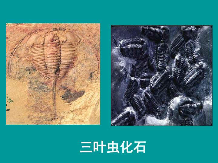 人教版八下生物 7.3.2生物进化的历程 课件（40张PPT）