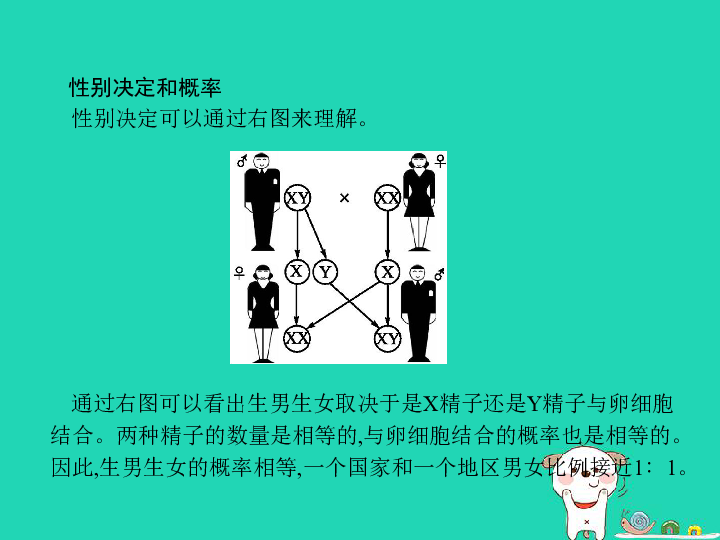 八年级生物上册20.4性别和性别决定课件（共13张PPT）