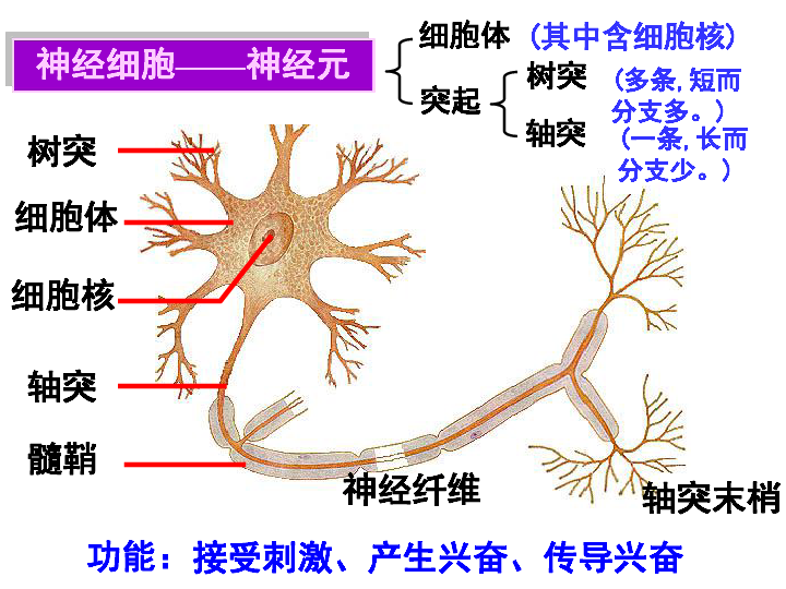 人教版 生物 必修3   2.1通过神经系统的调节（共40张ppt）