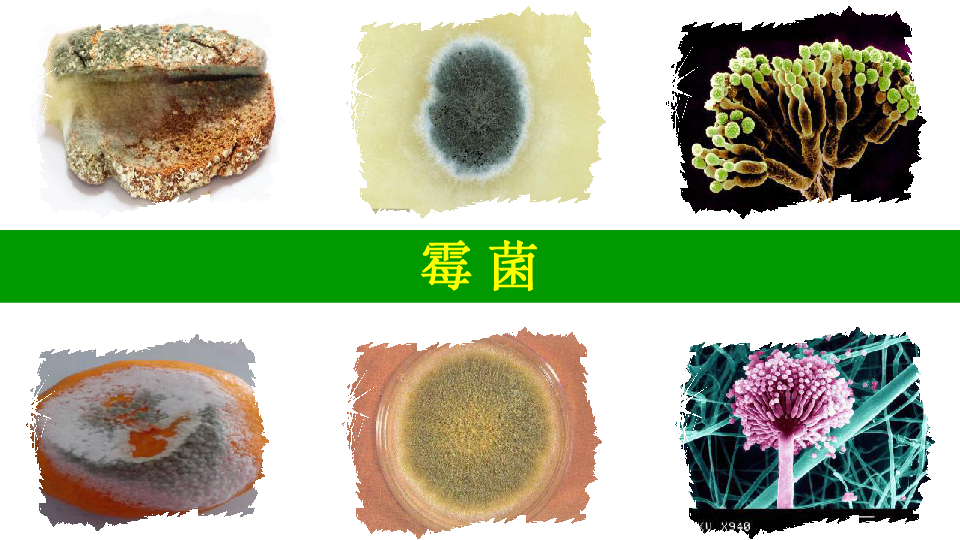 人教八上生物课件：5.4.3 真菌课件(共18张PPT)