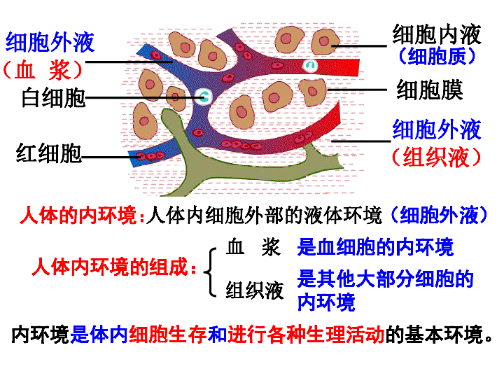 上海版八年级上册生物  1.2.2 人体的内环境 课件 (16张PPT)