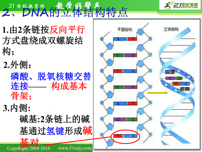 浙江省温州市啸秋中学2011-2012学年生物 DNA的分子结构和特点2（课件）