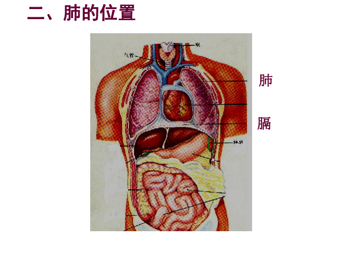 人教版生物七年级下册432发生在肺内的气体交换课件共24张ppt
