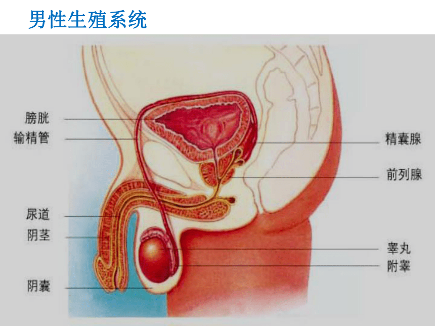 初二生物人体繁殖教材图片