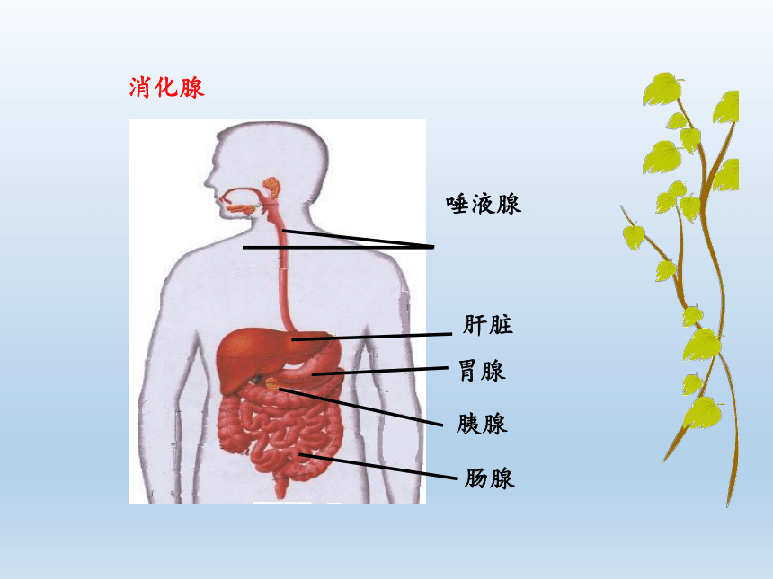 北師大版生物七年級下冊第8章第2節食物的消化和營養物質的吸收課件共