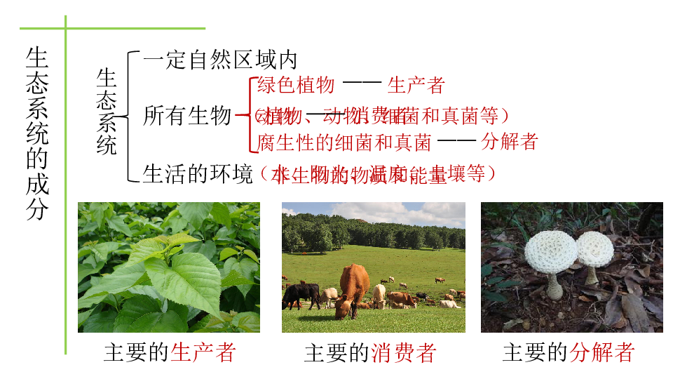 北师大版八年级生物下册教学 23.2 生态系统概述课件 (共15张PPT)