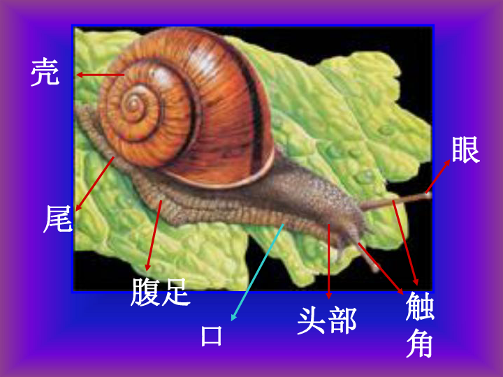 蜗牛身体结构图图片