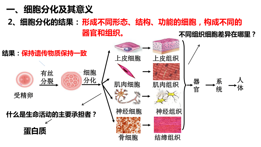 植物细胞分化过程图图片