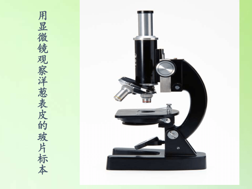 教科版2001科學六年級下冊15用顯微鏡觀察身邊的生命世界一課件11在