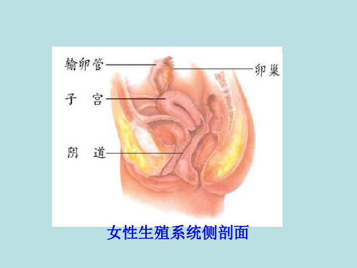 冀教版八年级下册生物  6.1.3人的生殖和胚胎发育 课件(22张PPT)