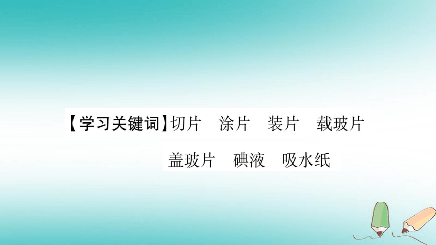 2018秋七年级生物上册第2单元第1章第2节植物细胞习题课件（28张PPT）