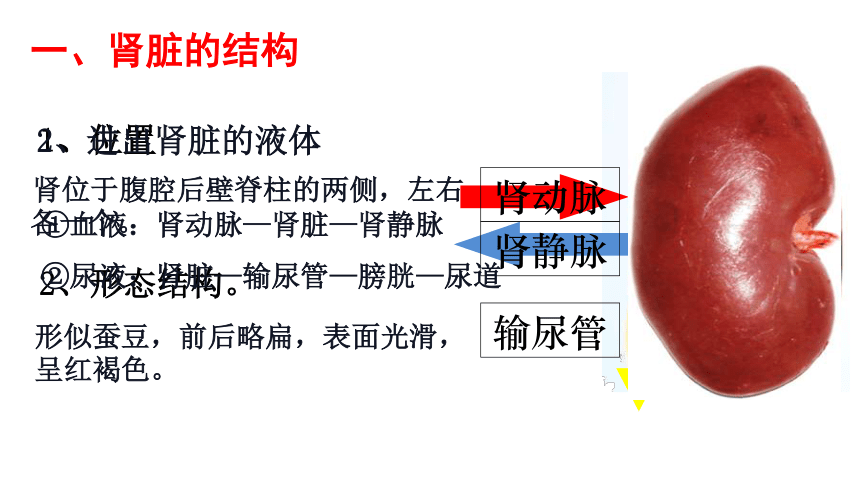 45人體內廢物的排出尿液的形成與排出課件共20張ppt