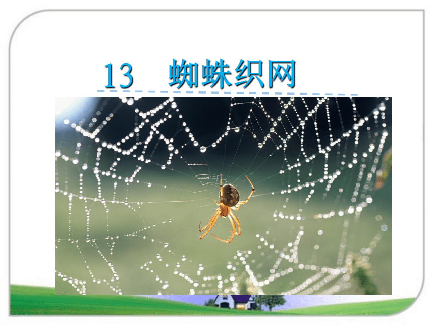 13蜘蛛织网课件