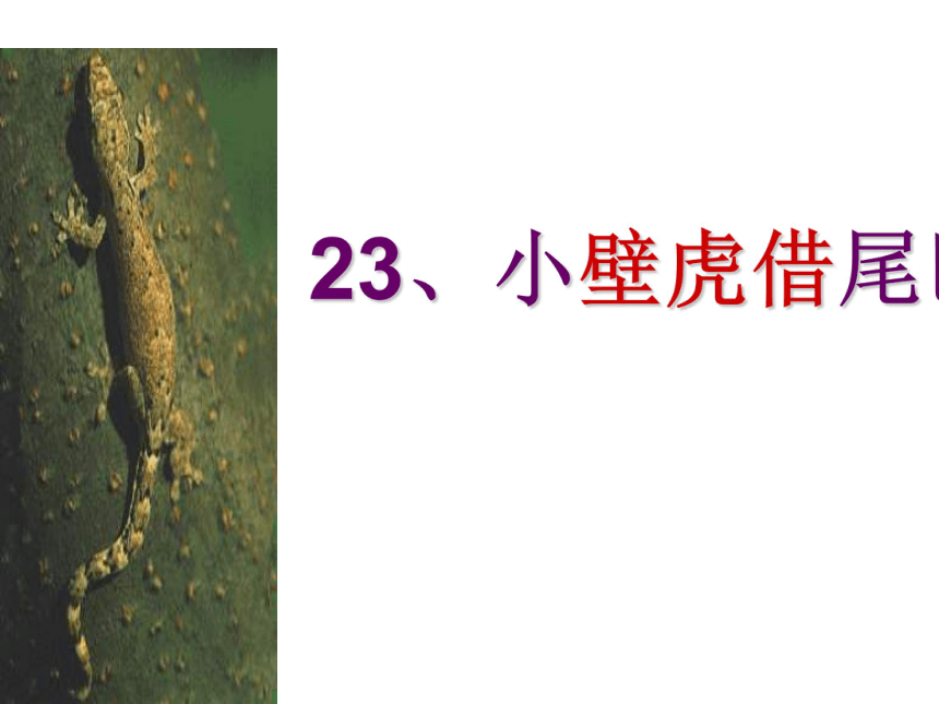语文二年级下北京版6.23《小壁虎借尾巴》课件2