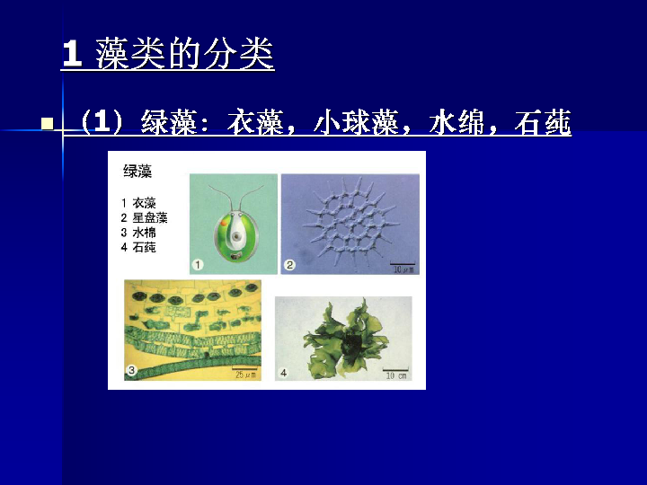 北师大版八年级生物下册第22章第3节植物的主要类群 （课件）（共28张PPT）