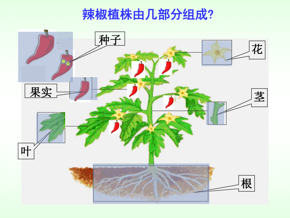 植株的结构示意图图片