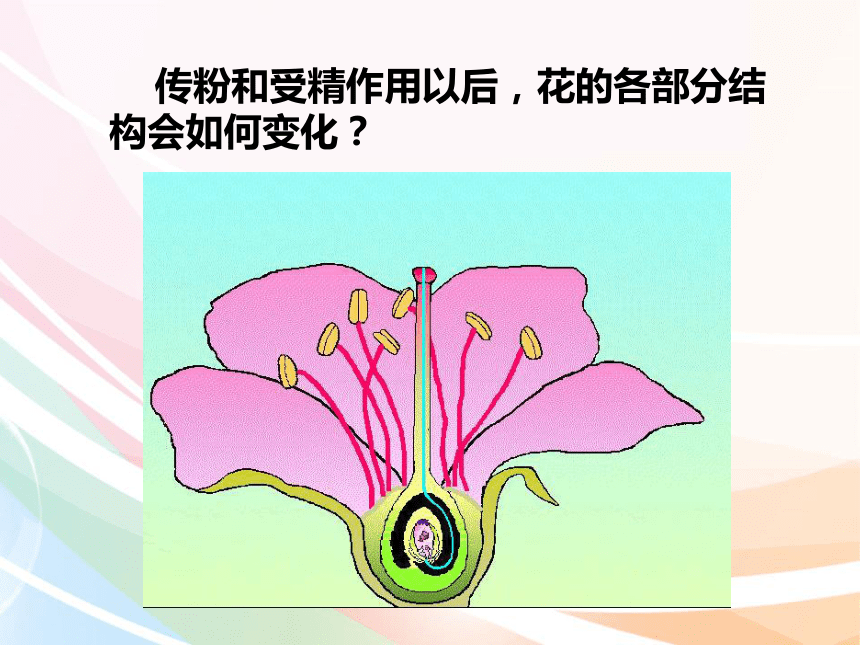 花形成果实的过程图片