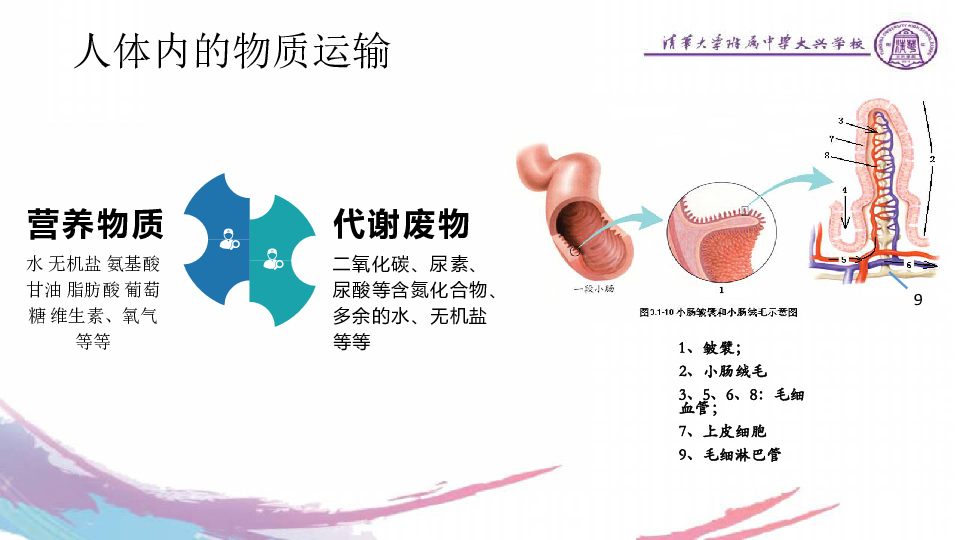 北京出版社七年级下册-5．2．2血管是血液循环流动的管道课件（25张ppt）