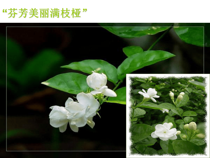 茉莉花（江苏民歌） 课件  (4)