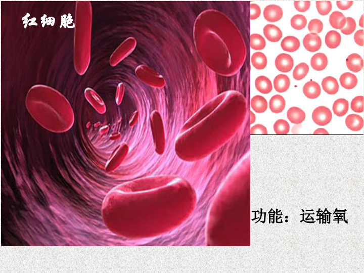 第一节 物质运输的载体 血液 课件（21张PPT）