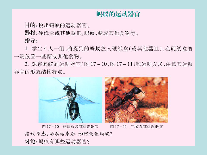 苏教版八上生物  17.2 动物运动依赖于一定的结构 课件（37张PPT）