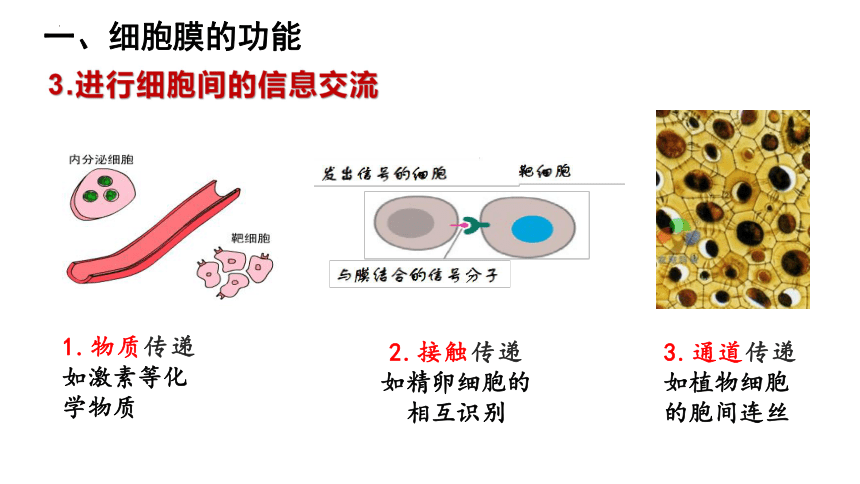 细胞间信息交流方式图图片