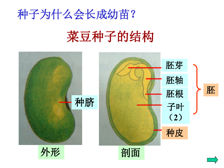豇豆种子的解剖结构图图片