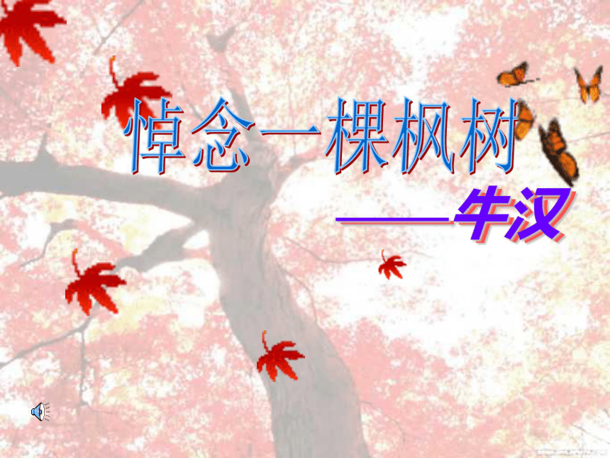 高中语文高三年级上华东师大版3.12《悼念一棵枫树》课件（40张）