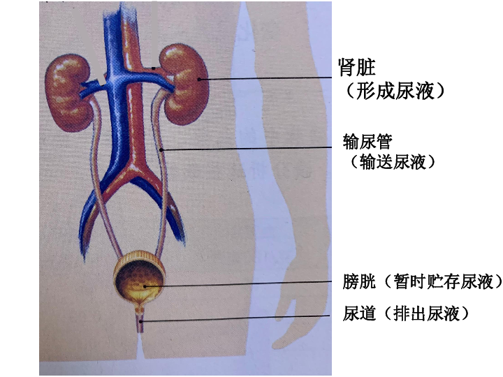 第二节 尿液的形成和排出 课件（19张PPT）