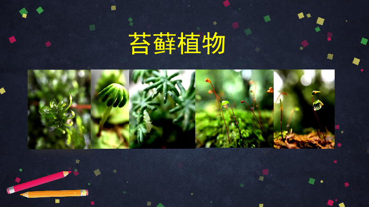 北京版生物八年级下册 13.3苔藓植物与蕨类植物课件 (共63张PPT)