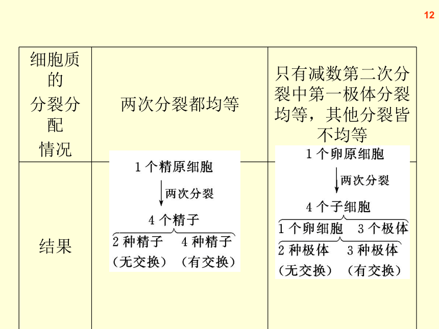 【原创】2013届高三生物复习课件--减数分裂和受精作用