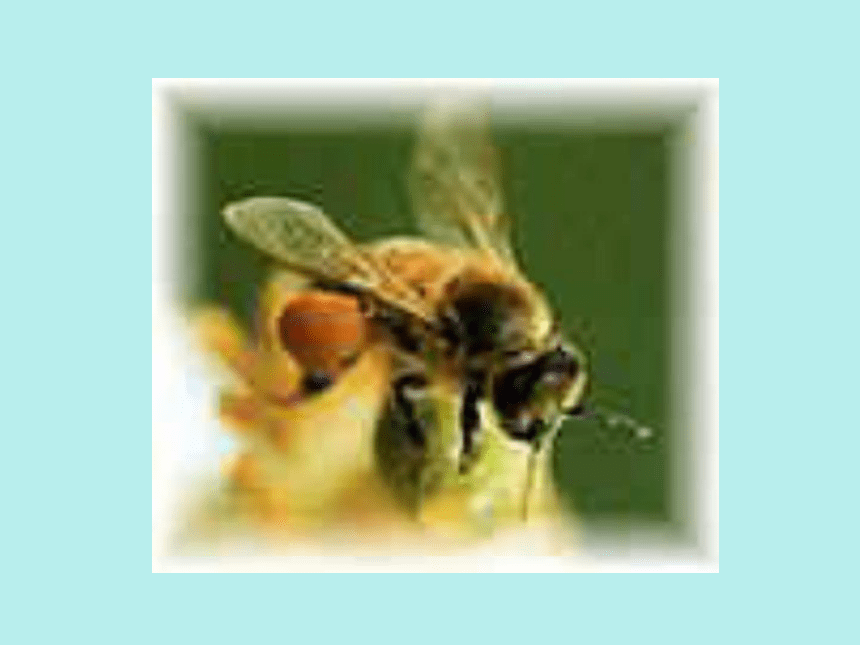 人教版三年级上册第14课《蜜蜂》