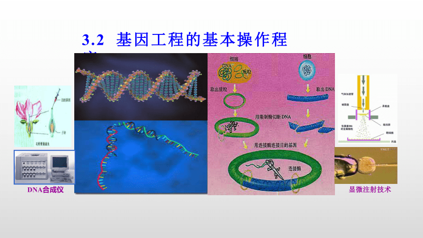 基因工程图片展示图片