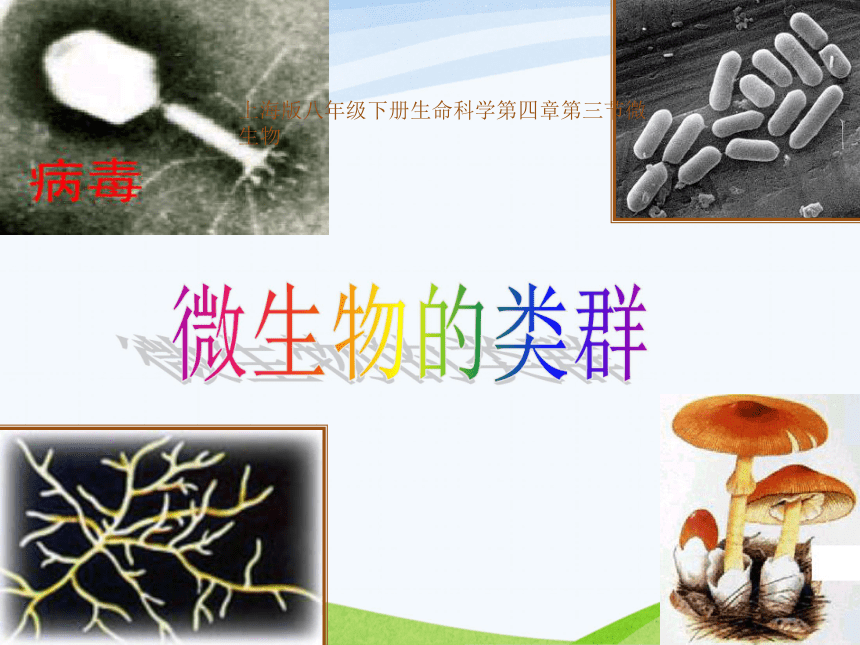 上海版八年级下册生命科学第四章第三节微生物《微生物》课件   32ppt