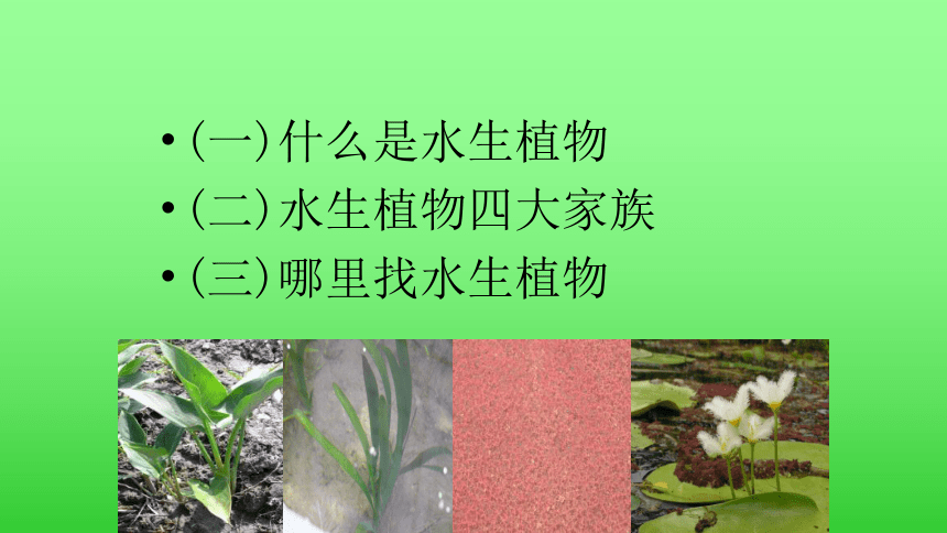 4.水生植物