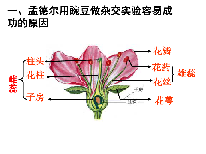 人教新课标高中生物必修二  1.1孟德尔的豌豆杂交实验（一） 课件（63张）